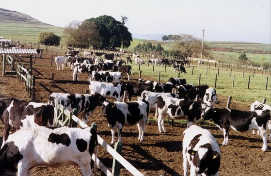 Brasil atingiu 50% da cota anual de venda de carne bovina para a China